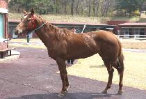 ��徲�� (GOLD THREE) ����