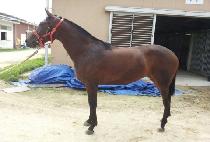 ��Ʈ���ǵ� (LAST SPEED) ����