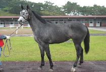 �����丮�� (GOLD VICTORIA) ����