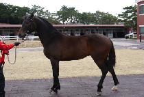 ����Ʈ���� (BLACK TRAIN) ����