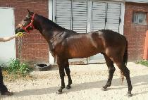 �ӽ�Ʈŷ (MUST KING) ����