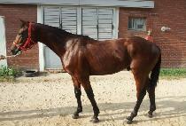 �ӽ�Ʈ�� (MUST WIN) ����