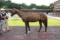 ������� (RAON PHANTOM) ����