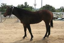 ����屺 (SANGSEUNG JANGGUN) ����