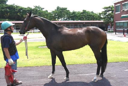 ����Ƽ�� ����