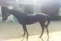 ������� (GYEOLSEUNG JINCHUL) ����