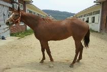 �������� (DOUBLE WINGS) ����