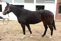 ��ī��Ĺ (SKY CAT) ����