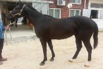 ������è�Ǿ� (YEONGGWANGUICHAMPI) ����