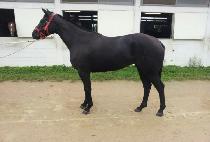 ǲ�½��ǵ� (PUT ON SPEED) ����