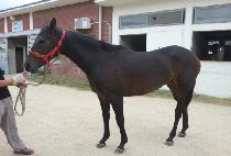 �Ƹ��ٿ���� (AREUMDAUN UJU) ����