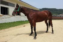 ����Ʈ��� (SWEET GOLD) ����