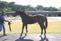 ����Ʈ��ŷ (LIGHT SEEKING) ����