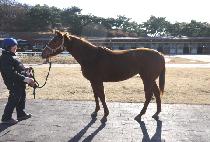 ��ŸƮ���� (START LINE) ����