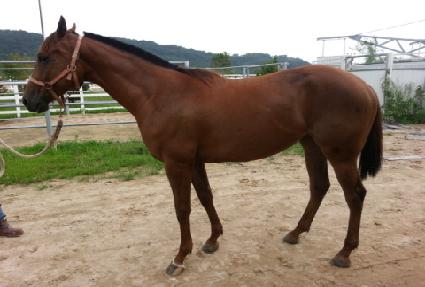 ����Ʈ���� ����