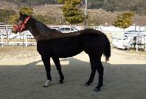 ������ (BINNURI) ����