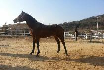 �������� (NAMDO MUJEOK) ����