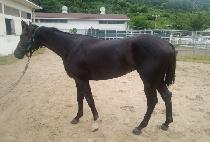 ����ֳ� (SARAINNE) ����