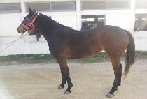 �������Ǻ��� (JIJUNGHAEUI BOSEOK) ����