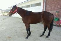 ���θ��� (PRO MACHO) ����