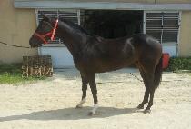 ��Ű�帲 (YANKEE DREAM) ����