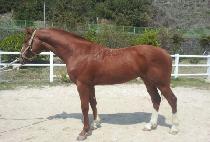 �߾Ӵ�õ (JUNGANG DAECHEON) ����