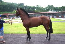 ��Ʈ��Ĺ (STRONG CAT) ����