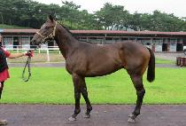 ��Ʈ������ (STRONG WINNER) ����