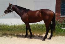 �ٶ����� (BARAMIMORI) ����