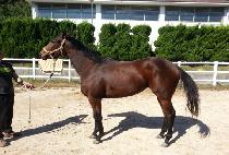 ����ǹ̼� (HAENGUNUI MISO) ����