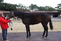 ŷ���� (KING JOY) ����