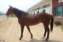 ȣ������ (HORYEONG JEWANG) ����