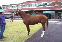 �����Ǻ� (CHUKJEUI BIT) ����