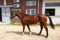 SPECIAL KINGDOM picture