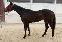 QUEEN'S BLADE picture