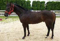 �����ð�� (GALAXY GOLD) ����