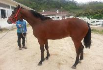 �ο�����Ʈ (ROYAL IMPACT) ����