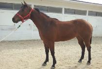 ���н�Ÿ (BULPAE STAR) ����