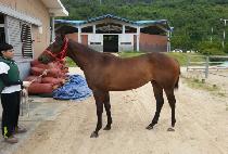 �泲���̽� (GYEONGNAM ACE) ����