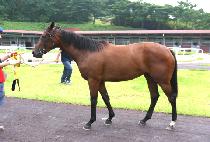 �����귰 (QUEEN OF LUCK) ����