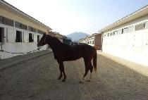 ������� (DAERYUK JINGYEOK) ����