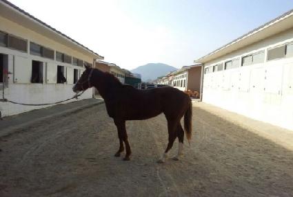 ������� ����