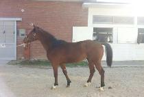 ������� (DAERYUK BALJIN) ����