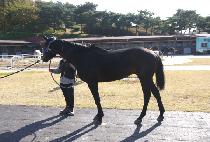 ��Ŀ�� (FOCUS) ����