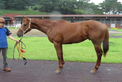 ������ŷ ����