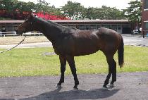 ���� (JUMBO) ����