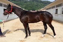 �������� (SEMPER FI) ����