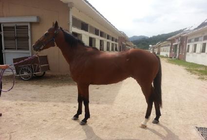 �������̾� ����