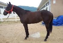 �߾�õ�� (JUNGANG CHEONHAE) ����