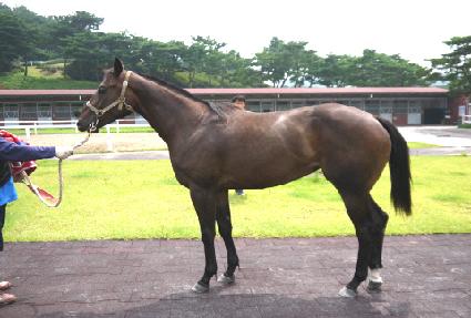 ���̾ƽ�ũ�� ����